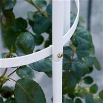 Plants growing trellis