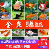 City of fish goldfish live goldfish fry freshwater fish Lanshou Pearl Butterfly tail gilt gold fish red lion Hongyun head Live