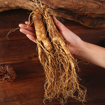 Changbai Mountain fresh ginseng now dig fresh ginseng wine soup wild mountain ginseng northeast Jilin large ginseng