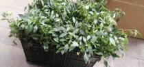 Out of stock at the next 3-5 yue have Takayasu pepper shang hu pepper yang zi chili pepper seedlings