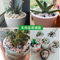 Natural Rain Flower Stone colorful stone small stone multi meat potted potted plant shop fish tank landscape decoration flower pot color stone head