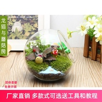 Microscopic moss fleshy mini plant glass micro landscape potted green plant bonsai ecological bottle diy material pack