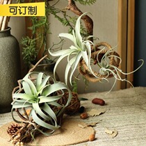 Mountain tree flower simulation air pineapple high-grade delicate plant Air iron lankabita T Capitata