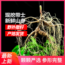 Mudanling wild ginseng fresh gifts pruning branches large branches nourishing wine gifts forest under the ginseng now digging Changbai Mountain ginseng