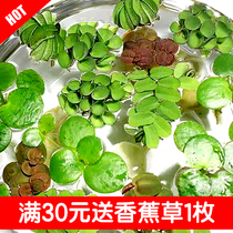 Banana Moss tree Floating water plant Duckweed A leaf lotus water Hibiscus Rambutan Locust leaf ping round center Ping Sesame Ping