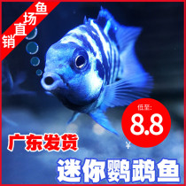Mini parrot fish sapphire blue ingot fish breeding a pair of small cold water fresh water Good tropical fish ornamental fish