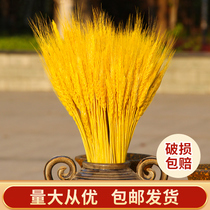 Barley bouquet natural wheat ear dried flower wheat ear immortal flower basket decoration wheat ornaments photography flower arrangement open barley