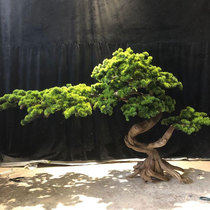 Large simulation beauty pine Podocarman pine bonsai wilt landscape landscape garden Zen pine tree simulation welcome pine fake tree