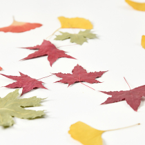 Senssen family retro dry flowers Ginkgo Leaf Maple Leaf Specimen Gourmet Photography Decoration Background Pendulum photo props