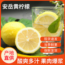 Sichuan Angyue Yellow Lemon Fresh Peel Thin When Season the whole box selected a secondary yellow lemon terte to produce pregnant women fruit