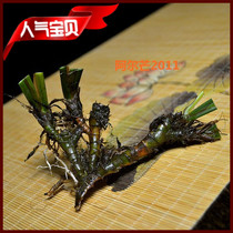 Longquan stone calamus old root-Pu Laozhuang Calamus Bonsai root water cultivation with stone to ward off evil spirits with leaves