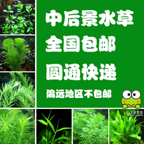 Novice water plant~green water plant~goldfish water plant green chrysanthemum green court small pagoda green centipede small pair of leaves fragrant willow