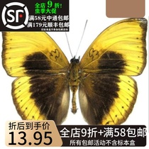 Yellow Ripples Butterfly Specimens Cymothoe Hypata Original Butterfly Insect Collection Art