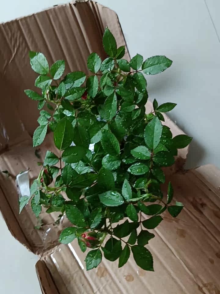 真实测评微月海神王花卉好不好呢？请问怎么样？内行分析实际情况