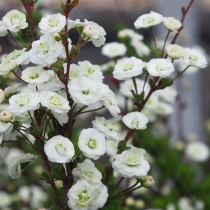 Heavy petal spray snowflake potted rainbow seedlings bloom like snow garden early spring flower shrubs