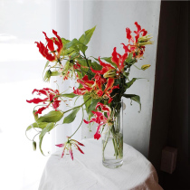 Japan imported Jialan flower Spring Festival New Years Eve flower flame lily flower Manzhu Shahua flower family flower arrangement