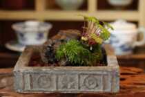 Han brick small shop ancient brick calamus Basin multi-meat pot green plant basin Han brick engraved simple and elegant