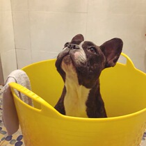  Pet dog bath bath Dog Fadou Pago Teddy Cat Bubble bath tub tub medicine bath tub large