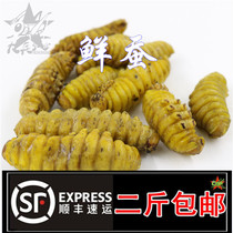 Special sale silkworm chrysalis large silkworm pupa live quick-frozen silkworm chrysalis fresh silkworm