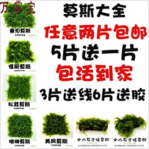 Fish tank sunken wood landscaping bulk Moss Crystal antler Moss flame tears matsutake Strange Big Triangle negative water grass