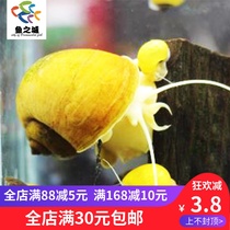 Golden snail golden snail living golden snail living ornamental snail removing moss