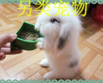 Boutique Pure Breezty Coveted Rabbit Dutch Dwarf Rabbit Cat Cat Rabbit Bag Live Bag Cute Gift 5 Great Gift