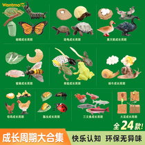 Child Emulation Animal Model Growth Process Life Cycle Coeducation Toys Spider Ladybug Bee Frog Butterfly
