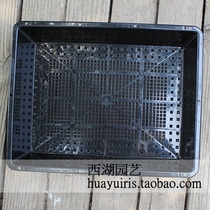 Special Alice multi-meat nursery box S5 sprouts nursery plate box cuttings Alice multi-meat small square pot