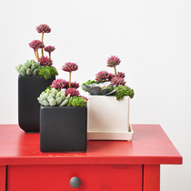 Huanqin single product simulation multi-meat potted ceramic flower pot ornament plant ornaments art085