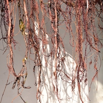 Simulated banyan tree vine fake tree chamber hanging branches dry vine decorated plant vine ceiling green plant