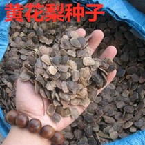 Loquat seeds Huanghua pear seeds Yellow Rosewood ginkgo seeds white elm seeds beech forest seeds four seasons