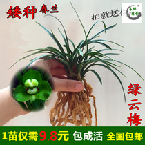 Orchid Spring Orchid Orchid Seedle Chamber Green Flower Pot Flower Pot for sale for easy livelihood