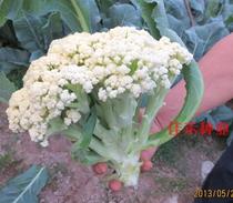 Green stalks seeds seeds organic cauliflower cauliflower non-genetically modified spring and autumn spring vegetables