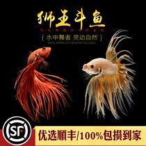 Aquarium Township] Lion King Douyu Selection Thailand imported purebred horsetail half-moon General participating grade live fish