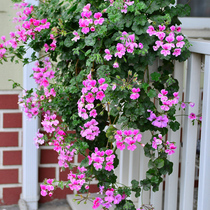 Fall New pituitary hanging Geranium Flowers 4 Seasons Flowering Balcony Courtyard Indoor Potted Flowers Plants for many years