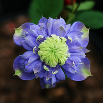 Clematis flower seedlings double petal flowers Rainbow Yue courtyard balcony flowers blue clematis climbing vine plants