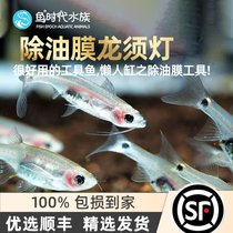 Fish era] dragon shall light fish oil removing film dragon shall be cockerel light dragon fish small light kosho water straw cylinder tool fish