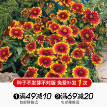 Hongyue flower seed Golden Chrysanthemum root Tianren Chrysanthemum Chrysanthemum purple Echinacea perennial with cold-resistant varieties