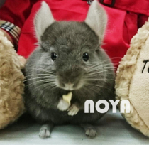 (NOYA chinchilla store) American blood Fontaine dark coffee chinchilla MM chinchilla living pet