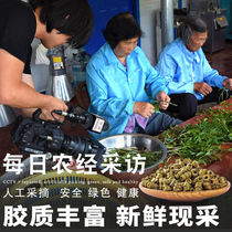 Jiang Nanfeng fresh Dendrobium dendrobium fresh strips 500g gift box Maple bucket dry strips dried flower tea non-special grade wild seedlings