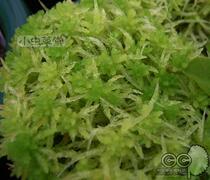 Living water Moss sphagnum Moss water grass small Cordyceps carnivorous plants potted plants benedics indoor special nutrient soil
