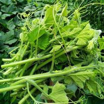 Pumpkin tip seeds Pumpkin seeds eat rattan stems young leaves high yield family Four Seasons sowing special vegetables