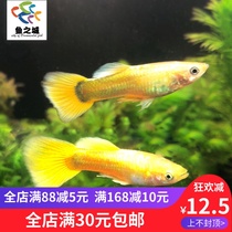 Peacock guppies live gold silk peacock gold dress guppies Golden guppies Golden guppies tropical ornamental fish