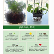 Ceramsite ball cushion bottom flower pot anti-rotten root multi-meat planing with soil-free cultivated nutritional soil quality gardening earth ceramsite