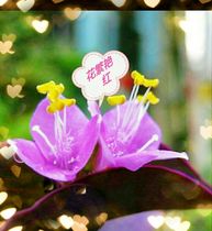 Outdoor indoor flowers and green plants potted purple orchid Purple Bamboo Plum violet light good plant duck grass