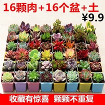 Plant talk succulent plant combination potted package a whole box of super cute meat new flower pot flower pot rare