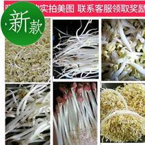 Seedling and vegetable growth agent Sprout inspection Nutritional thickening Mung bean 1 universal liquid Over-growth sprout coarse agent Root bean sprout coarse agent