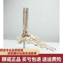 ENOVO Yinuo Human Medicine 1:1 Human ankle joint model Foot joint foot joint Hand foot surgery Tibiofibula Talus body Human motion system Orthopedic bone anatomy