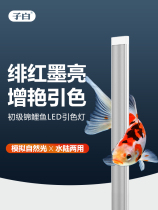 Zibai Koi fish special LED waterproof fish tank light brightens hair color and attracts color Professional lighting aquarium Koi light