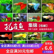 Guppy fish guppies live free male and female pair of purebred pregnant female tropical fish red and blue Guppy fry small